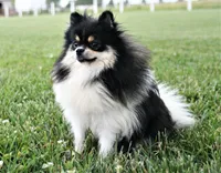 Kyson, a male Pomeranian for sale in Arthur, IL – 5 of 6