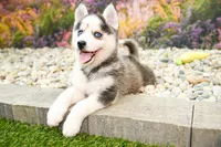 Adam, a male Pomsky for sale in Arthur, IL – 5 of 7