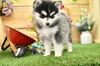 Elsie, a female Pomsky for sale in Arthur, IL – 3 of 6