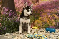 Summer, a female Pomsky for sale in Arthur, IL – 4 of 7