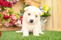 Dean, a male Pomsky for sale in Arthur, IL – 4 of 8