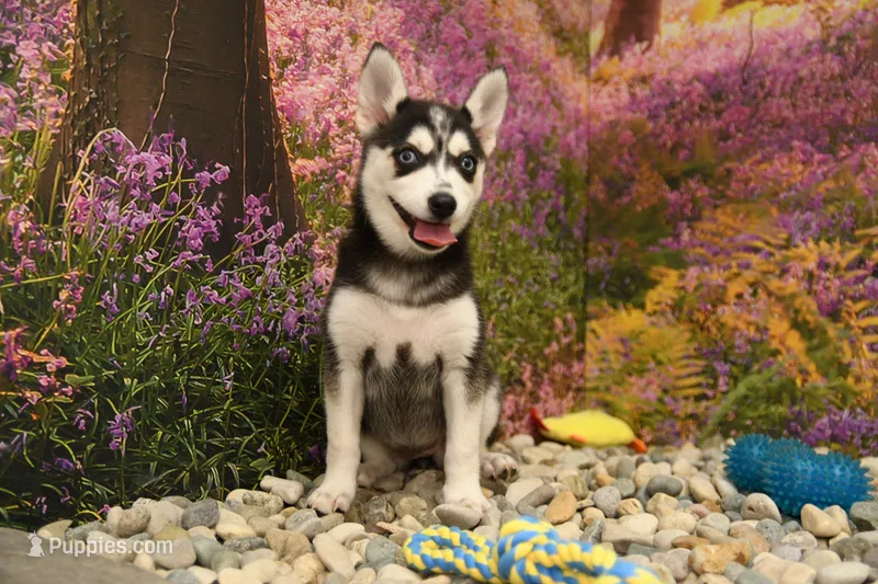 Summer – Pomsky puppy for sale in Arthur, IL