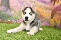 Bear, a male Pomsky for sale in Arthur, IL – 2 of 8