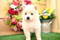 Harley, a male Pomsky for sale in Arthur, IL – 3 of 8