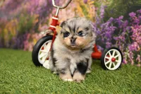 Keaton, a male Pomeranian for sale in Arthur, IL – 2 of 7