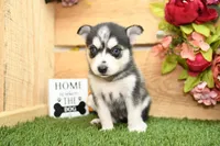 Summer, a female Pomsky for sale in Arthur, IL – 6 of 7