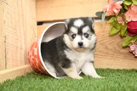 Ava, a female Pomsky for sale in Arthur, IL – Photo 1 of 9