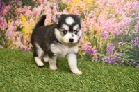 Ava, a female Pomsky for sale in Arthur, IL – Photo 3 of 9