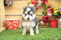 Ava, a female Pomsky for sale in Arthur, IL – Photo 6 of 9