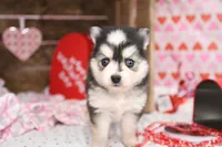 Ava, a female Pomsky for sale in Arthur, IL – Photo 2 of 9