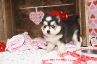 Ava, a female Pomsky for sale in Arthur, IL – Photo 7 of 9