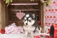 Ava, a female Pomsky for sale in Arthur, IL – Photo 5 of 9