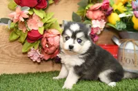 Ava, a female Pomsky for sale in Arthur, IL – Photo 4 of 9