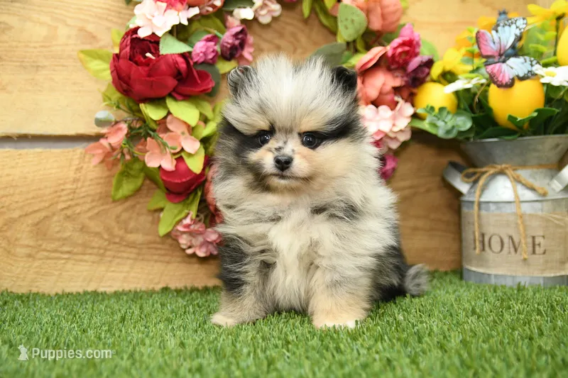 Kolton – Pomeranian puppy for sale in Arthur, IL