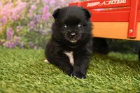 Milo, a male Pomeranian for sale in Arthur, IL – 6 of 9