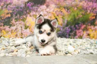 Adam, a male Pomsky for sale in Arthur, IL – 4 of 7