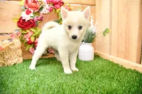 Della, a female Pomsky for sale in Arthur, IL – 5 of 7