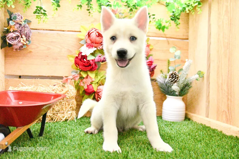 Dean – Pomsky puppy for sale in Arthur, IL