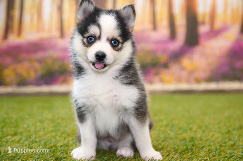 Hugo – Pomsky puppy for sale in Arthur, IL