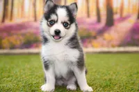 Hugo, a male Pomsky for sale in Arthur, IL – 1 of 10
