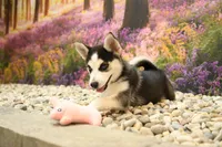 Sadie, a female Pomsky for sale in Arthur, IL – 1 of 6
