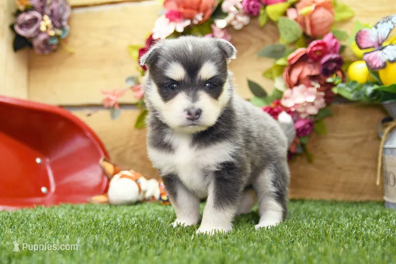 Enzo – Pomsky puppy for sale in Arthur, IL