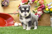 Enzo, a male Pomsky for sale in Arthur, IL – 1 of 9