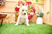 Della, a female Pomsky for sale in Arthur, IL – 3 of 7