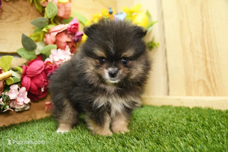 Gus – Pomeranian puppy for sale in Arthur, IL