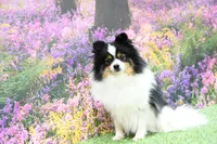 Georgia, a female Pomeranian for sale in Arthur, IL – 8 of 9