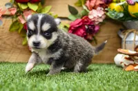 Edwin, a male Pomsky for sale in Arthur, IL – 3 of 7