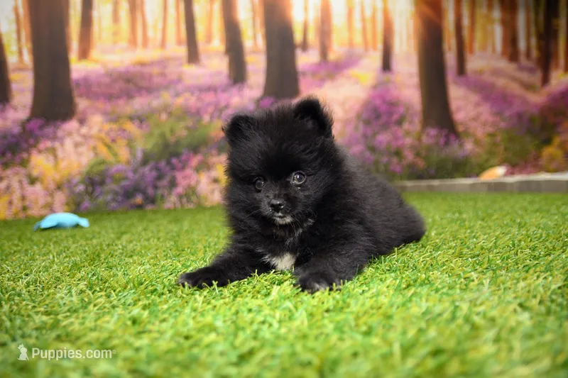 Milo – Pomeranian puppy for sale in Arthur, IL