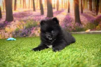 Milo, a male Pomeranian for sale in Arthur, IL – 1 of 8