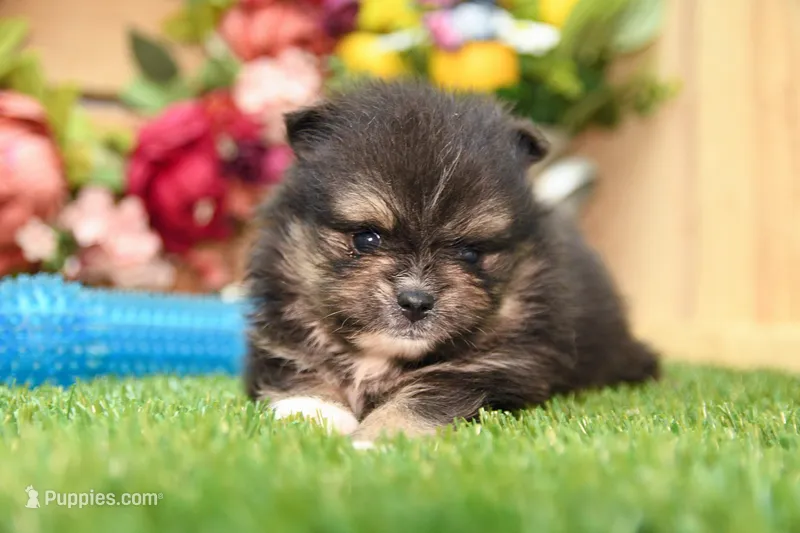Gus – Pomeranian puppy for sale in Arthur, IL