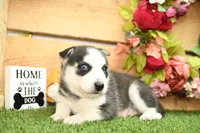 Sadie, a female Pomsky for sale in Arthur, IL – 5 of 8
