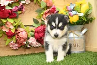 Sully, a male Pomsky for sale in Arthur, IL – 3 of 9