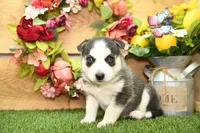 Sadie, a female Pomsky for sale in Arthur, IL – 1 of 8