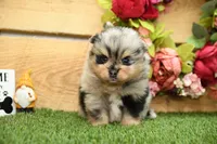 Keaton, a male Pomeranian for sale in Arthur, IL – 3 of 7