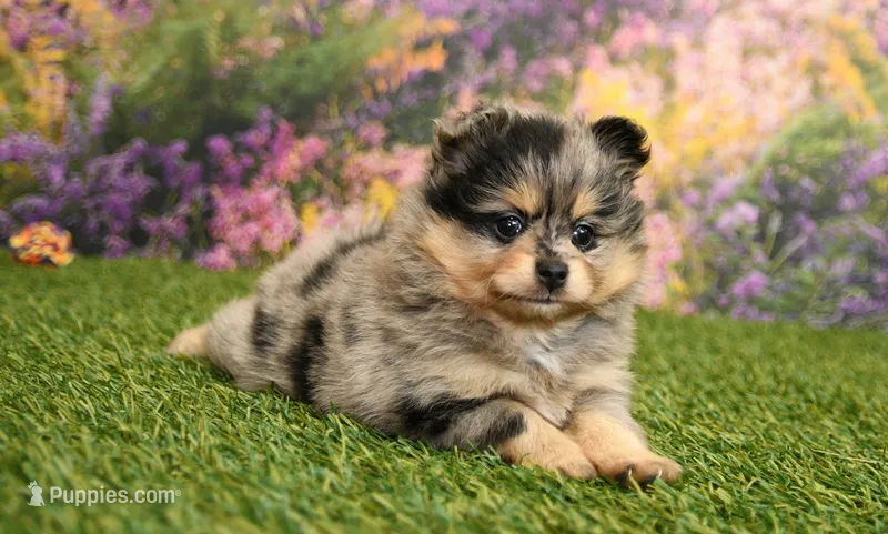 Rayna – Pomeranian puppy for sale in Arthur, IL