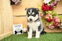 Sully, a male Pomsky for sale in Arthur, IL – 4 of 9