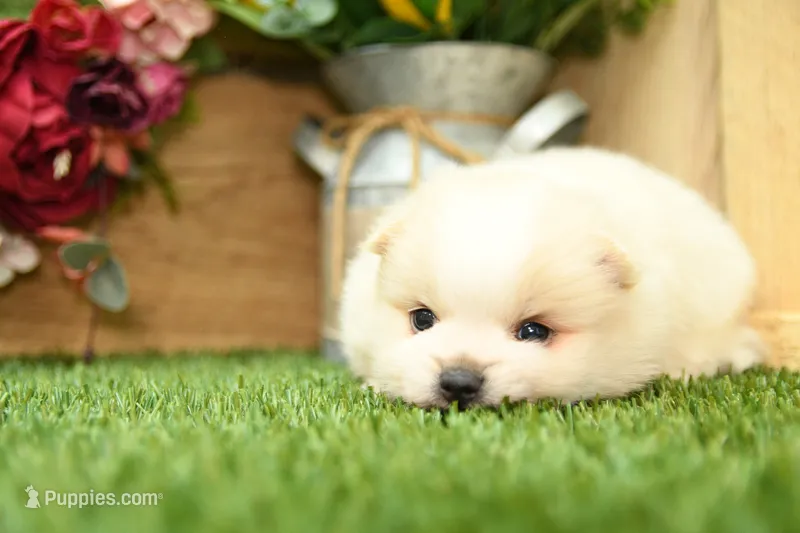 Kyson – Pomeranian puppy for sale in Arthur, IL