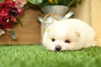 Kyson, a male Pomeranian for sale in Arthur, IL – 1 of 6