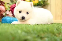 Hazel, a female Pomsky for sale in Arthur, IL – 4 of 9