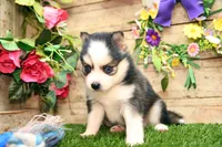 Hugo, a male Pomsky for sale in Arthur, IL – 6 of 9