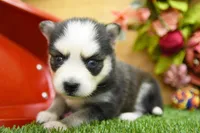 Eve, a female Pomsky for sale in Arthur, IL – 4 of 8