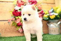 Harley, a male Pomsky for sale in Arthur, IL – 2 of 8