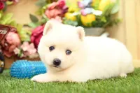 Hazel, a female Pomsky for sale in Arthur, IL – 5 of 9