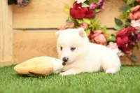 Della, a male Pomsky for sale in Arthur, IL – 7 of 9