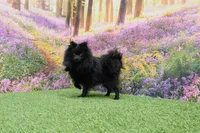 Milo, a male Pomeranian for sale in Arthur, IL – 8 of 9