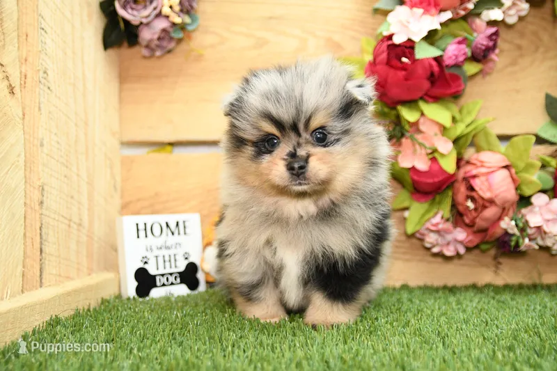 Keaton – Pomeranian puppy for sale in Arthur, IL